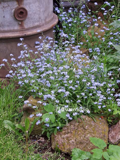 miosotis|Myosotis sylvatica (Wood Forget.